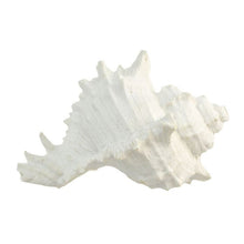 Seashell resin white